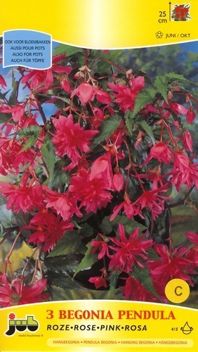 Begonia x tuberhybrida flore-pleno 'Pendula Roze'