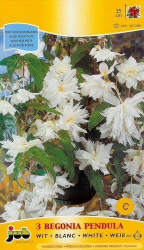Begonia x tuberhybrida flore-pleno 'Pendula Wit'
