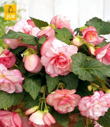 Begonia x tuberhybrida flore-pleno 'Cascade Florence'