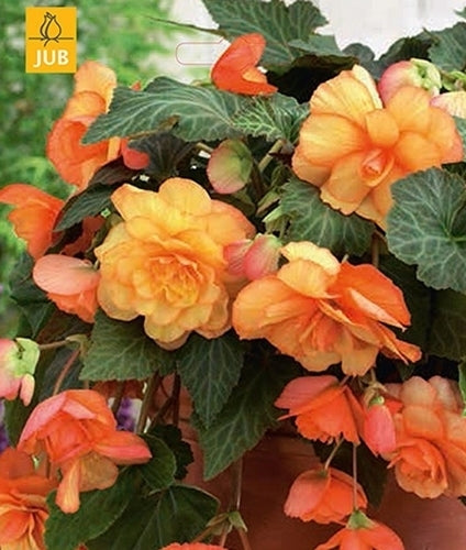 Begonia x tuberhybrida flore-pleno 'Cascade Sunray'