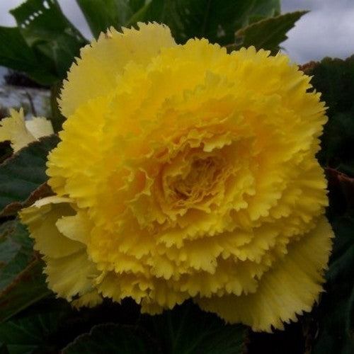 Begonia x tuberhybrida grandiflora 'Fimbriata Geel'