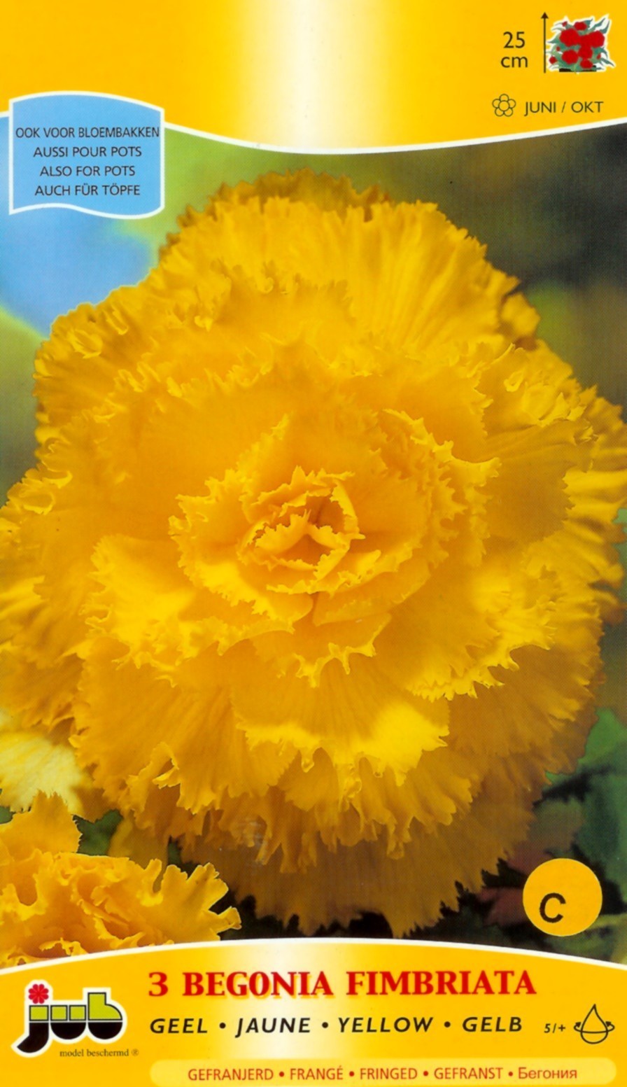 Begonia x tuberhybrida grandiflora 'Fimbriata Geel'