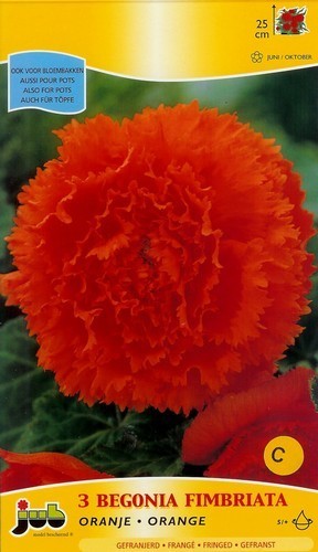 Begonia x tuberhybrida grandiflora 'Fimbriata Oranje'