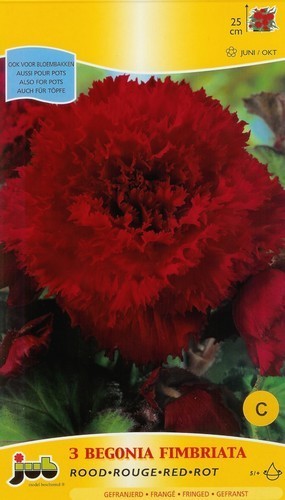 Begonia x tuberhybrida grandiflora 'Fimbriata Red'