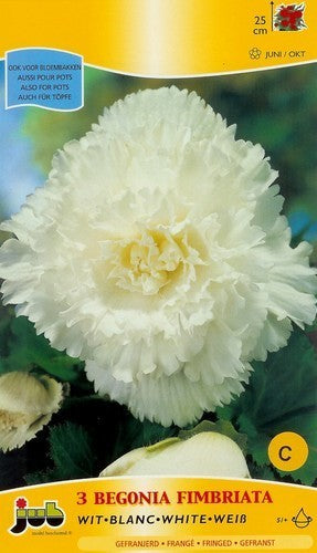 Begonia x tuberhybrida grandiflora 'Fimbriata Wit'