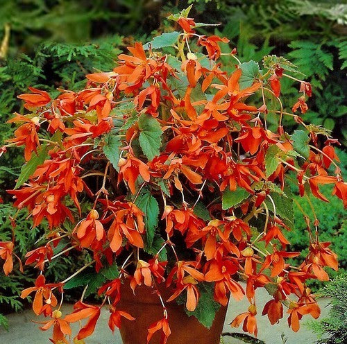 Begonia x tuberhybrida Bertinii 'Worthiana'