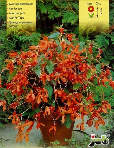 Begonia x tuberhybrida Bertinii 'Worthiana'