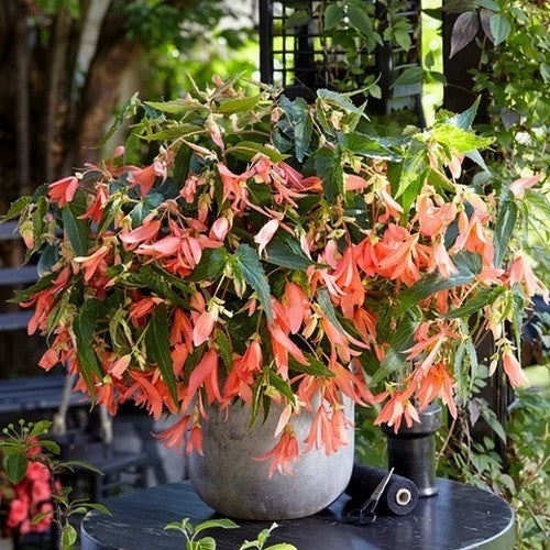 Begonia x tuberhybrida bertinii boliviensis 'San Francisco'