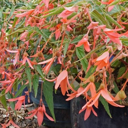 Begonia x tuberhybrida bertinii boliviensis 'San Francisco'