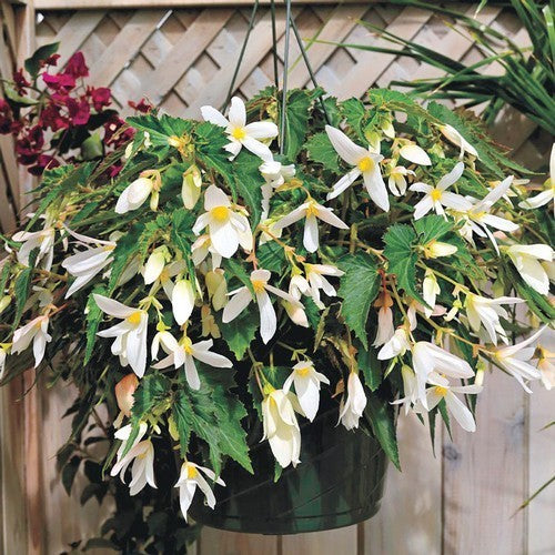 Begonia x tuberhybrida bertinii boliviensis 'Santa Barbara'