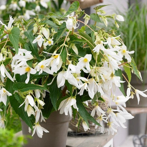 Begonia x tuberhybrida bertinii boliviensis 'Santa Barbara'