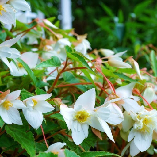 Begonia x tuberhybrida bertinii boliviensis 'Santa Barbara'