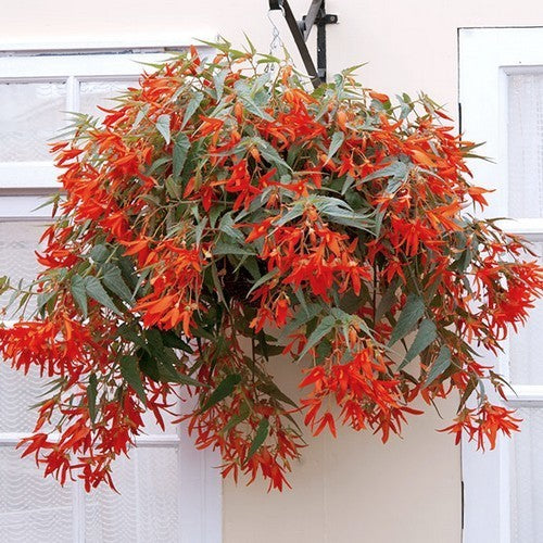 Begonia x tuberhybrida bertinii boliviensis 'Santa Cruz'