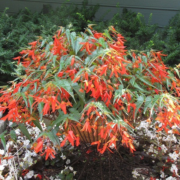 Begonia x tuberhybrida bertinii boliviensis 'Santa Cruz'