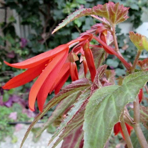 Begonia x tuberhybrida bertinii boliviensis 'Santa Cruz'