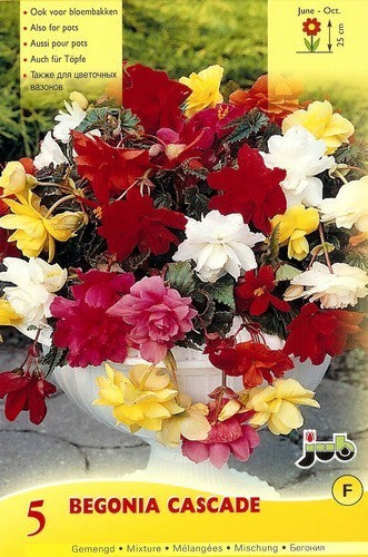 Begonia x tuberhybrida flore-pleno 'Pendula Mix'