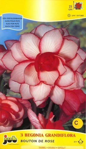 Begonia x tuberhybrida 'Bouton de Rose'