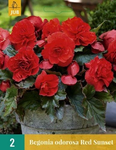 Begonia x tuberhybrida odorosa 'Red Sunset'