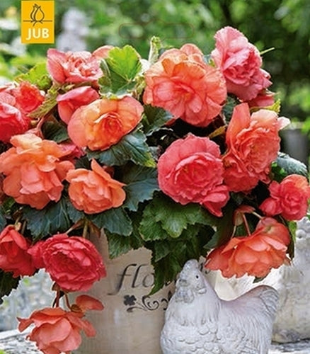 Begonia x tuberhybrida odorosa 'Sweet Pink'