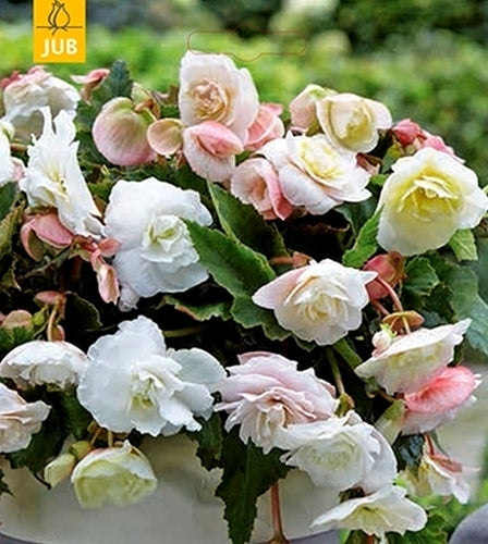 Begonia x tuberhybrida odorosa 'White Blush'