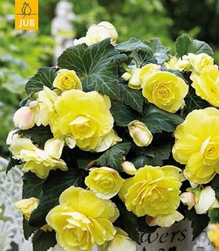 Begonia x tuberhybrida odorosa 'Yellow Flame'