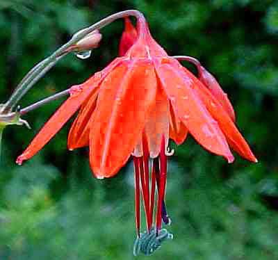 Bessera elegans