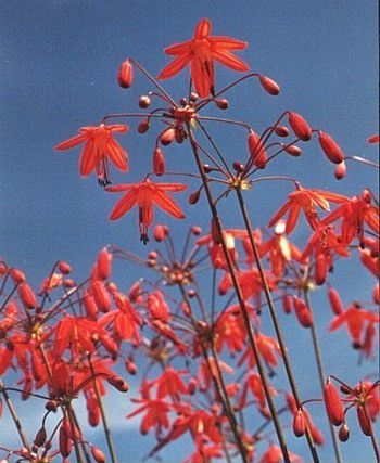 Bessera elegans