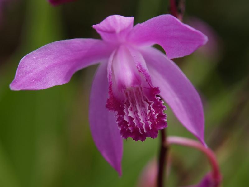 Bletilla striata