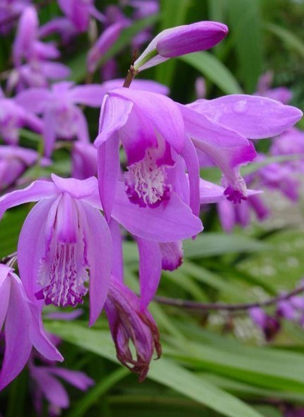 Bletilla striata