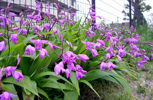 Bletilla striata