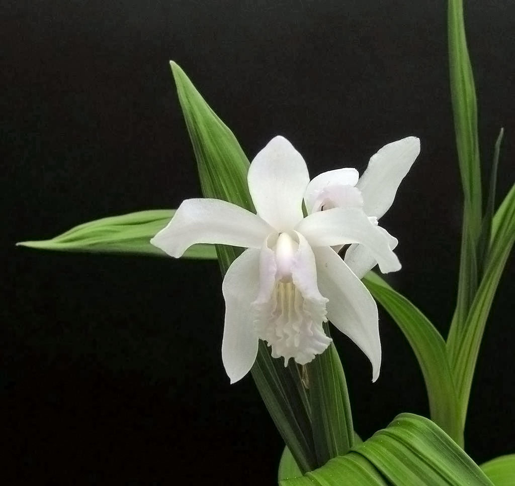 Bletilla striata 'Alba'