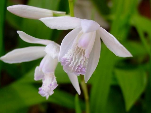 Bletilla striata 'Alba'