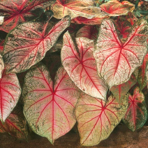 Caladium hybriden 'Arno Nehrling' / 'Mrs. Arno Nehrling'