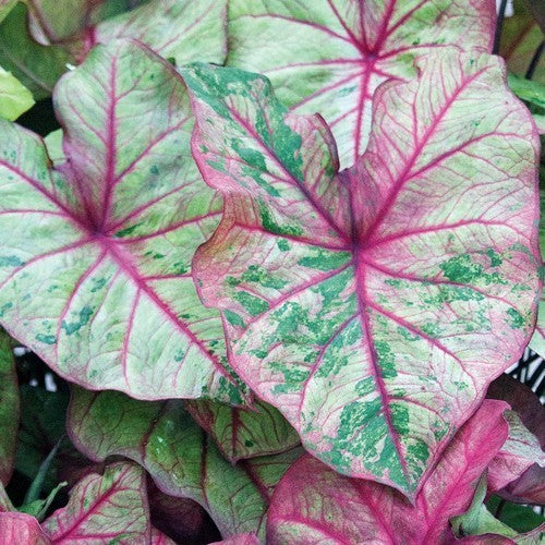 Caladium hybriden 'Autumn Beauty'