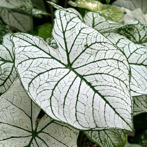 Caladium hybriden 'Candidum' / 'Candidum Senior'