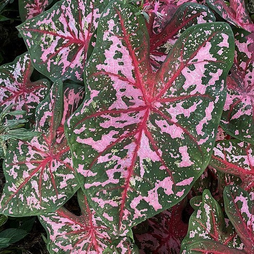 Caladium hybriden 'Carolyn Whorton'