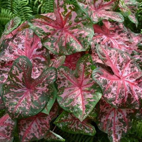 Caladium hybriden 'Carolyn Whorton'