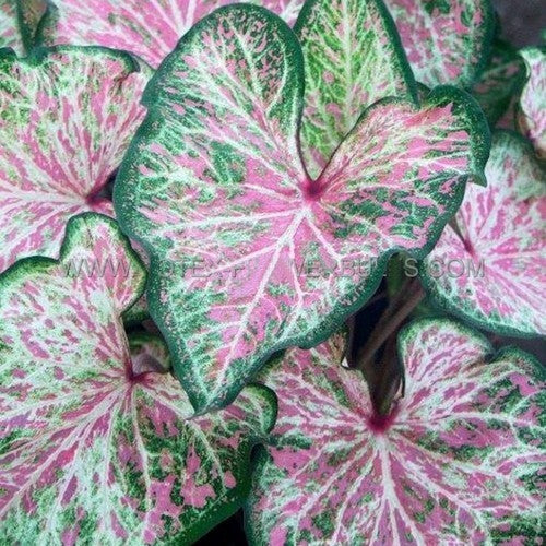 Caladium hybriden 'Dot'S Delight'