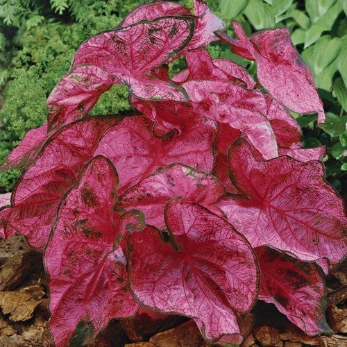 Caladium hybriden 'Fannie Munson'