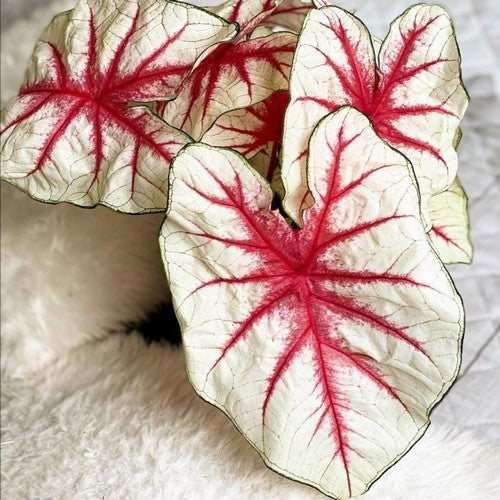 Caladium hybriden 'Fiesta'