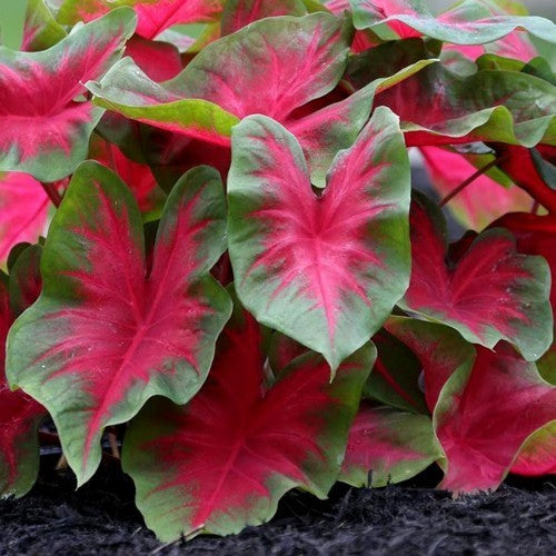 Caladium hybriden 'Florida Cardinal'