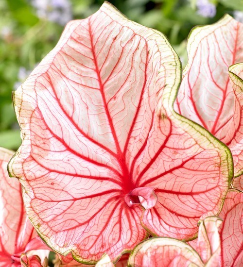 Caladium hybriden 'Florida Sweetheart'