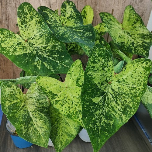 Caladium hybriden 'Frog in A Blender'