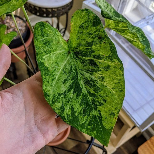 Caladium hybriden 'Frog in A Blender'