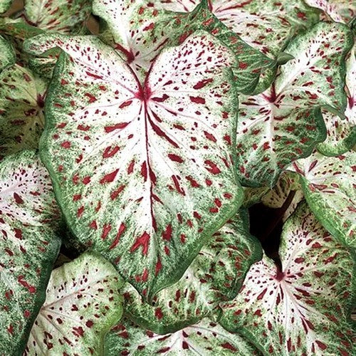 Caladium hybriden 'Gingerland'