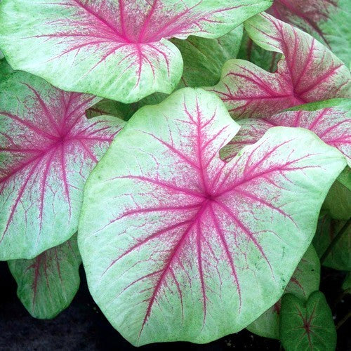 Caladium hybrids 'Mint Julep'