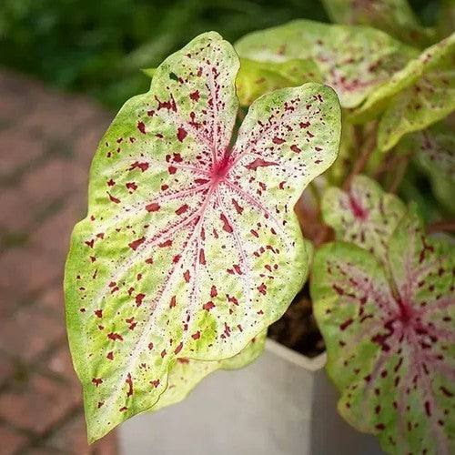 Caladium hybriden 'Miss Muffet'