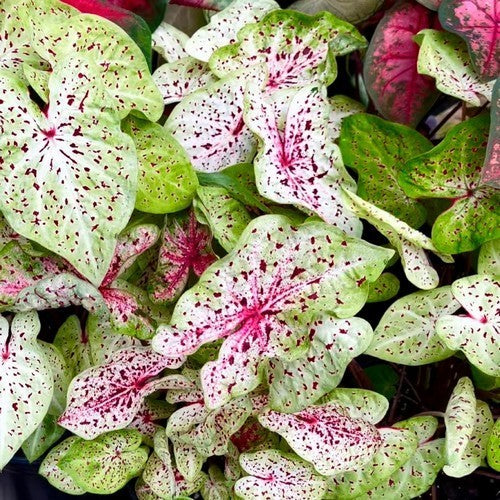 Caladium hybriden 'Miss Muffet'