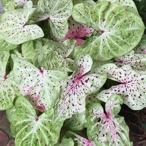 Caladium hybriden 'Miss Muffet'