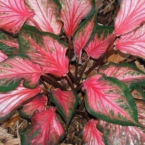 Caladium hybriden 'Pink Gem'